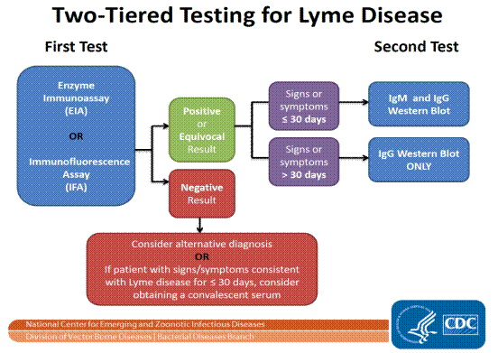 Figure 3.2 – Two-tiered testing for Lyme disease